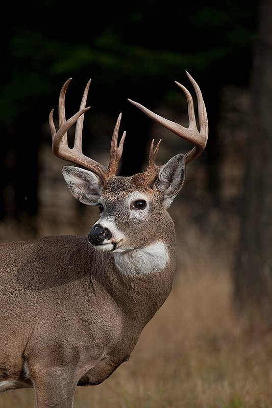 TC-Whitetail Bucks Fall-D01089-03723.jpg :: Trophy class 12 pt Whitetail Buck head/shoulder portrait