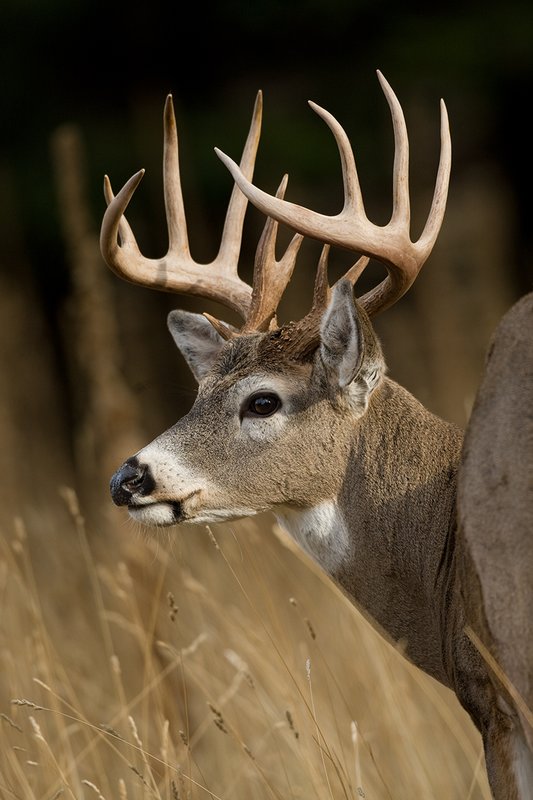 TC-Whitetail Bucks Fall-D01089-03741.jpg :: Trophy class 12 pt Whitetail Buck head/shoulder portrait straight away turned to left intently looking at something
