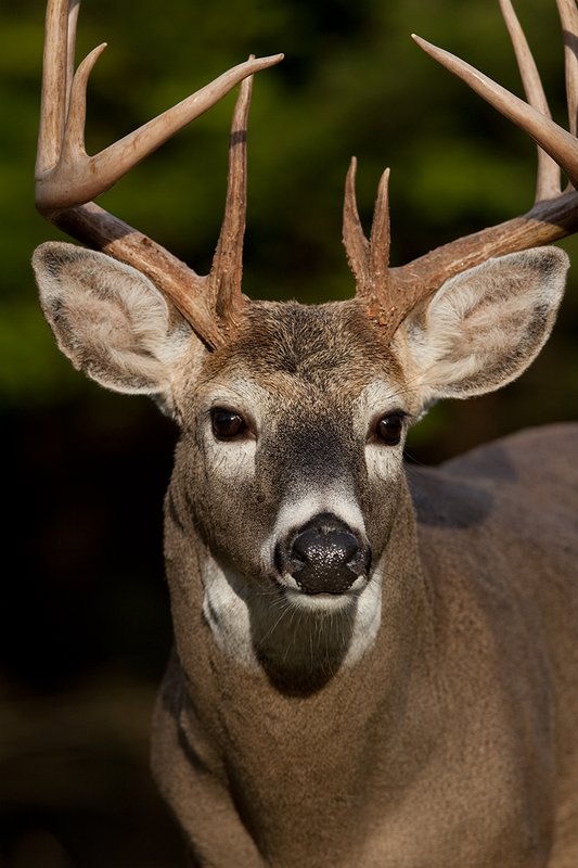 TC-Whitetail Bucks Fall-D01089-03753.jpg :: Trophy class 12 pt Whitetail Buck head/shoulder portrait