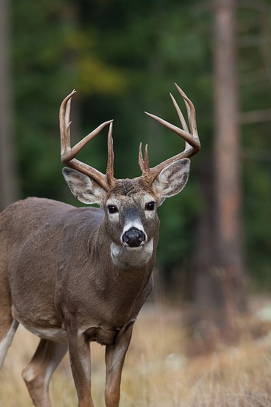 TC-Whitetail Bucks Fall-D01089-03786.jpg :: Trophy class 12 pt Whitetail Buck standing straight on alert--head/shoulder portrait