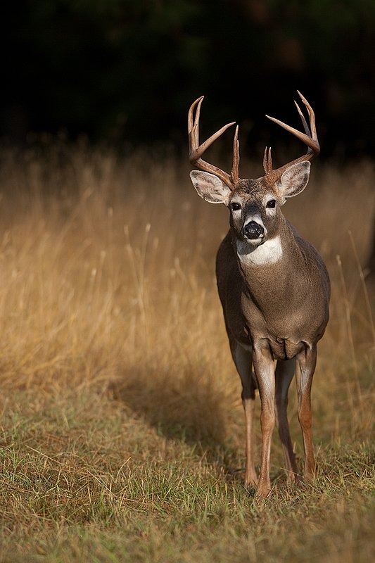 TC-Whitetail Bucks Fall-D01089-03792.jpg :: Trophy class 12 pt Whitetail Buck stopped after stepping out from edge of dark timber into mountain meadow