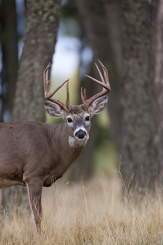 TC-Whitetail Bucks Fall-D01089-03831.jpg :: Trophy class 12 pt Whitetail Buck head/shoulder portrait alertly standing at the edge of timber