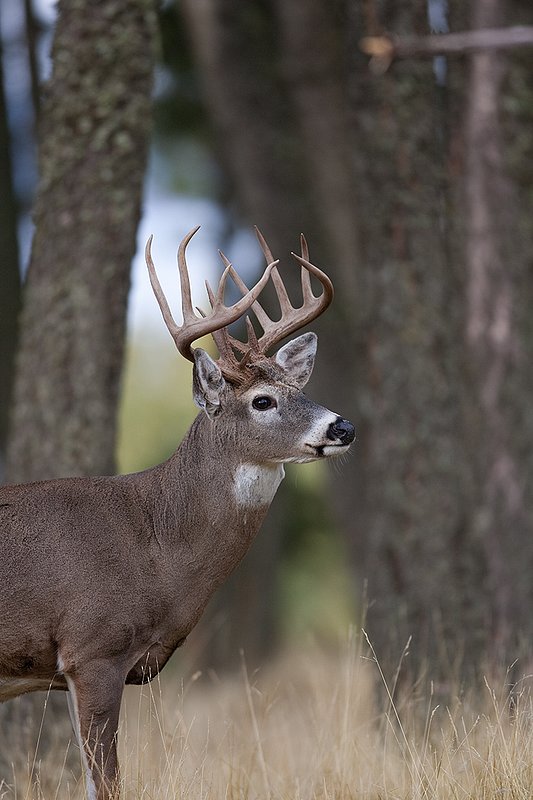TC-Whitetail Bucks Fall-D01089-03836.jpg :: Trophy class 12 pt Whitetail Buck head/shoulder portrait alertly standing at the edge of timber