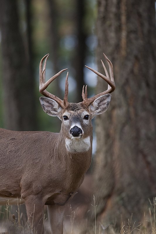TC-Whitetail Bucks Fall-D01089-03840.jpg :: Trophy class 12 pt Whitetail Buck head/shoulder portrait alertly standing at the edge of timber