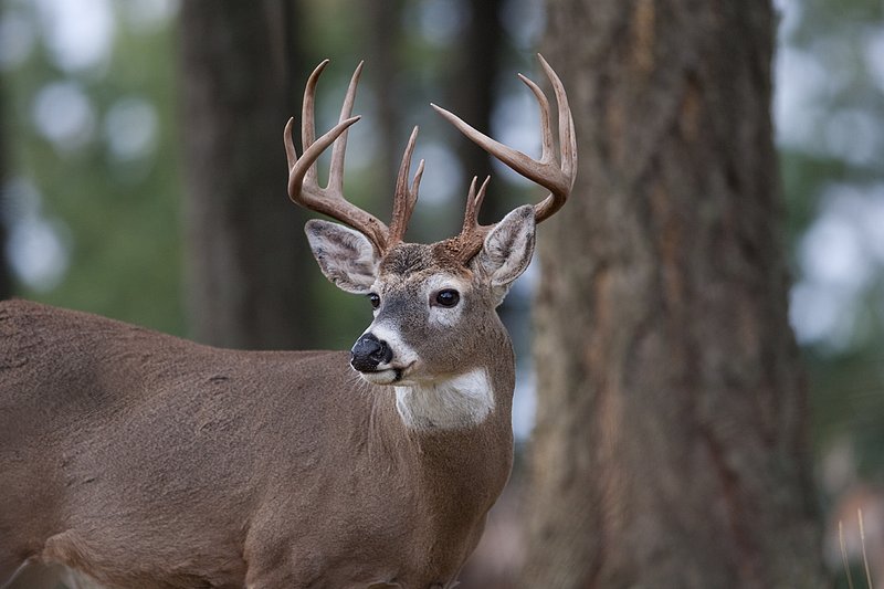 TC-Whitetail Bucks Fall-D01089-03848.jpg :: Trophy class 12 pt Whitetail Buck head/shoulder portrait alertly standing at the edge of timber
