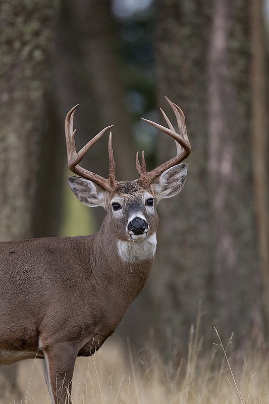 TC-Whitetail Bucks Fall-D01089-03852.jpg :: Trophy class 12 pt Whitetail Buck head/shoulder portrait alertly standing at the edge of timber