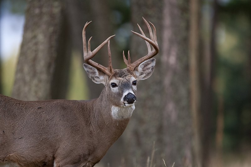 TC-Whitetail Bucks Fall-D01089-03860.jpg :: Trophy class 12 pt Whitetail Buck head/shoulder portrait alertly standing at the edge of timber