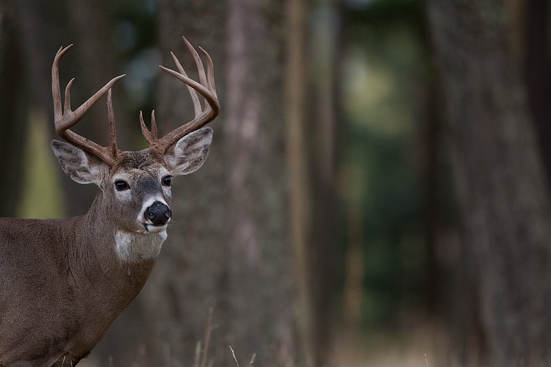 TC-Whitetail Bucks Fall-D01089-03864.jpg :: Trophy class 12 pt Whitetail Buck head/shoulder portrait alertly standing at the edge of timber