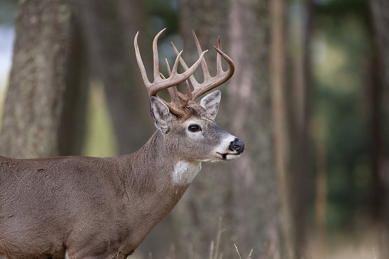 TC-Whitetail Bucks Fall-D01089-03867.jpg :: Trophy class 12 pt Whitetail Buck head/shoulder portrait alertly standing at the edge of timber