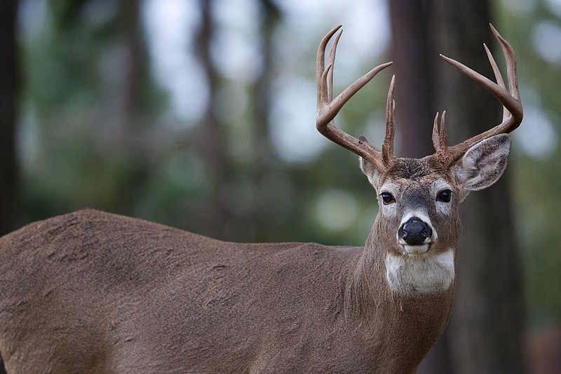TC-Whitetail Bucks Fall-D01089-03868.jpg