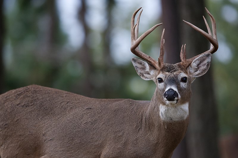 TC-Whitetail Bucks Fall-D01089-03872.jpg