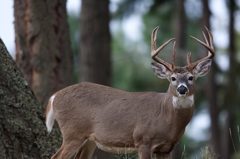 TC-Whitetail Bucks Fall-D01089-03876.jpg