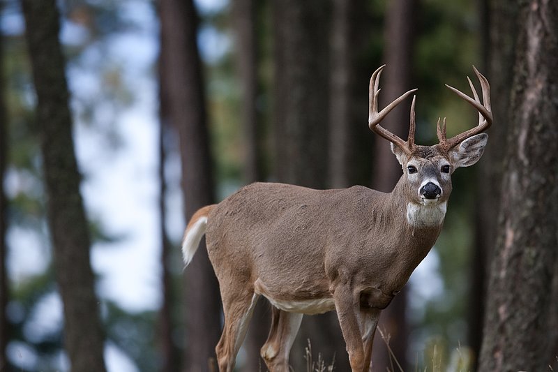 TC-Whitetail Bucks Fall-D01089-03879.jpg :: Trophy class 12 pt Whitetail Buck alertly standing at the edge of the timber