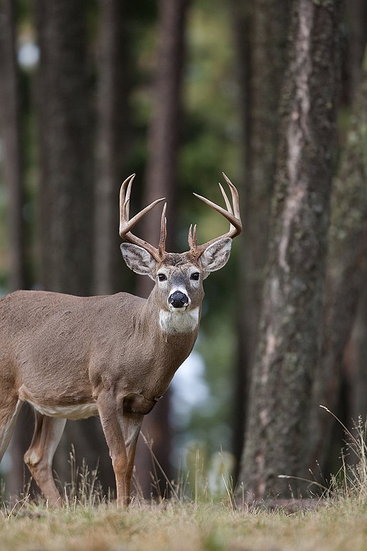 TC-Whitetail Bucks Fall-D01089-03884.jpg :: Trophy class 12 pt Whitetail Buck alertly standing at the edge of the timber