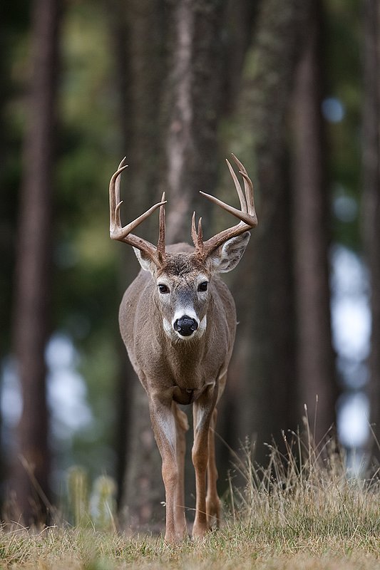 TC-Whitetail Bucks Fall-D01089-03888.jpg :: Trophy class 12 pt Whitetail Buck straight on walking out of open timber