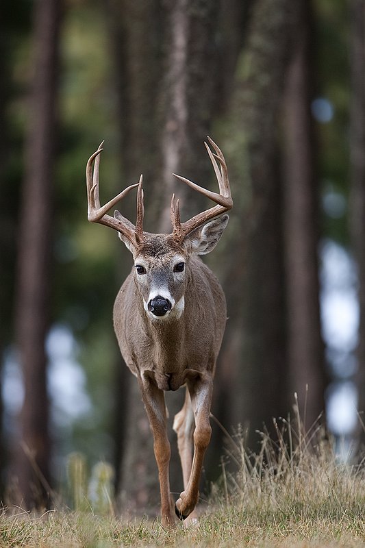 TC-Whitetail Bucks Fall-D01089-03892.jpg :: Trophy class 12 pt Whitetail Buck straight on walking out of open timber