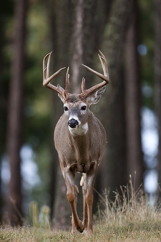 TC-Whitetail Bucks Fall-D01089-03895.jpg :: Trophy class 12 pt Whitetail Buck straight on walking out of open timber