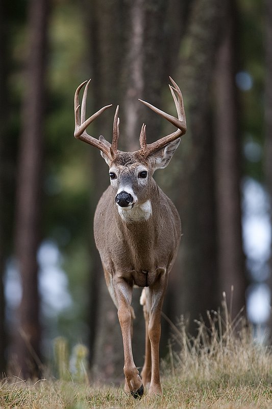 TC-Whitetail Bucks Fall-D01089-03896.jpg :: Trophy class 12 pt Whitetail Buck straight on walking out of open timber