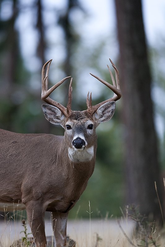 TC-Whitetail Bucks Fall-D01089-03899.jpg :: Trophy class 12 pt Whitetail Buck head/shoulder portrait alertly standing in open timber