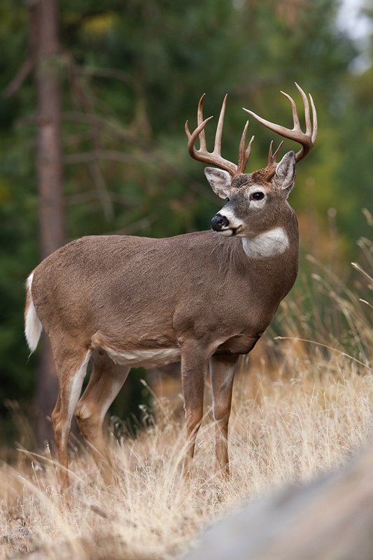 TC-Whitetail Bucks Fall-D01089-03933.jpg :: Trophy class 12 pt Whitetail Buck alertly standing on a steep, rocky sidehill