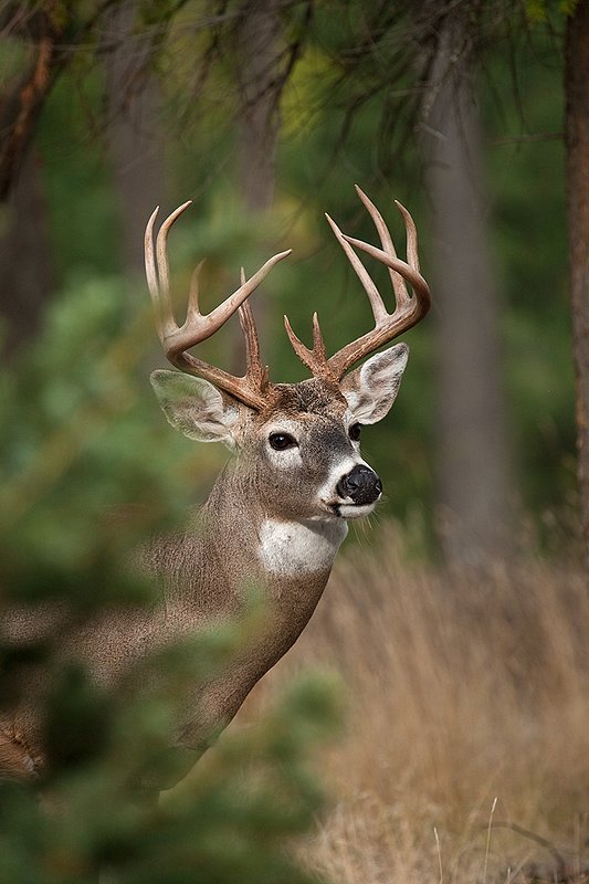 TC-Whitetail Bucks Fall-D01089-03948.jpg :: Trophy class 12 pt Whitetail Buck head/shoulder portrait standing behind a pine tree peering out from the branches