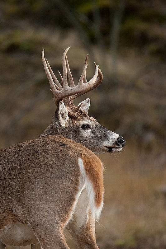 TC-Whitetail Bucks Fall-D01089-04072.jpg :: Trophy Class 12 pt. Whitetail Buck standing in open timber turned back looking intently over his backtrail