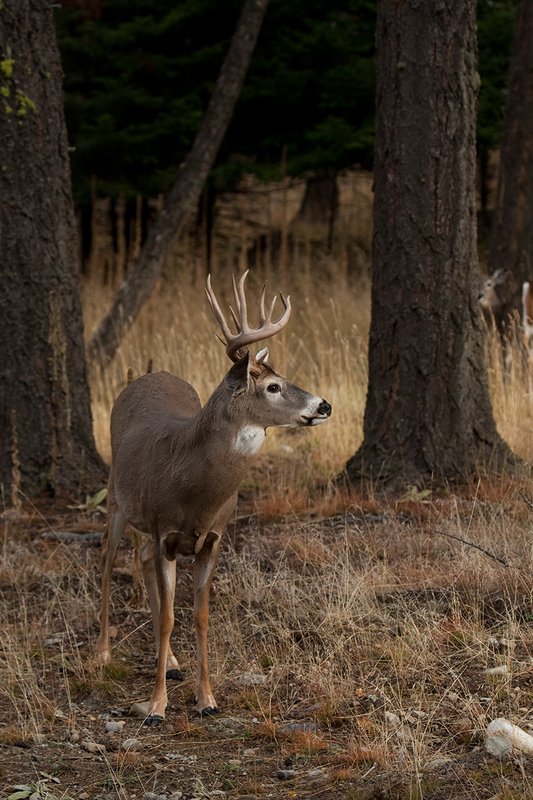 TC-Whitetail Bucks Fall-D01089-04076.jpg :: Trophy Class 12 pt. Whitetail Buck standing alertly in open timber