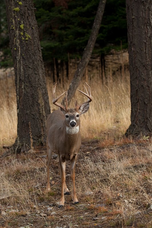 TC-Whitetail Bucks Fall-D01089-04078.jpg :: Trophy Class 12 pt. Whitetail Buck standing alertly in open timber
