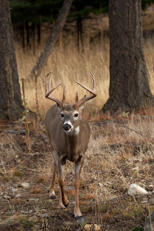 TC-Whitetail Bucks Fall-D01089-04081.jpg :: Trophy Class 12 pt. Whitetail Buck walking through open timber
