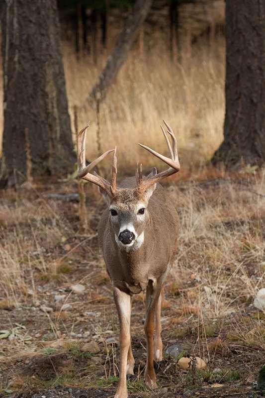 TC-Whitetail Bucks Fall-D01089-04082.jpg :: Trophy Class 12 pt. Whitetail Buck walking through open timber