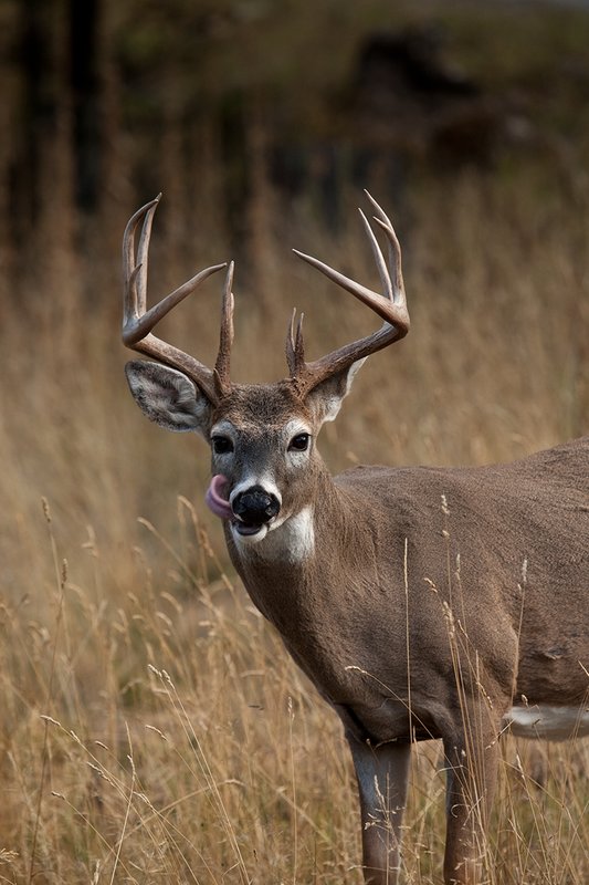 TC-Whitetail Bucks Fall-D01089-04087.jpg :: Trophy Class 12 pt. Whitetail Buck head/shoulder portrait of him standing in open meadow at edge of timber