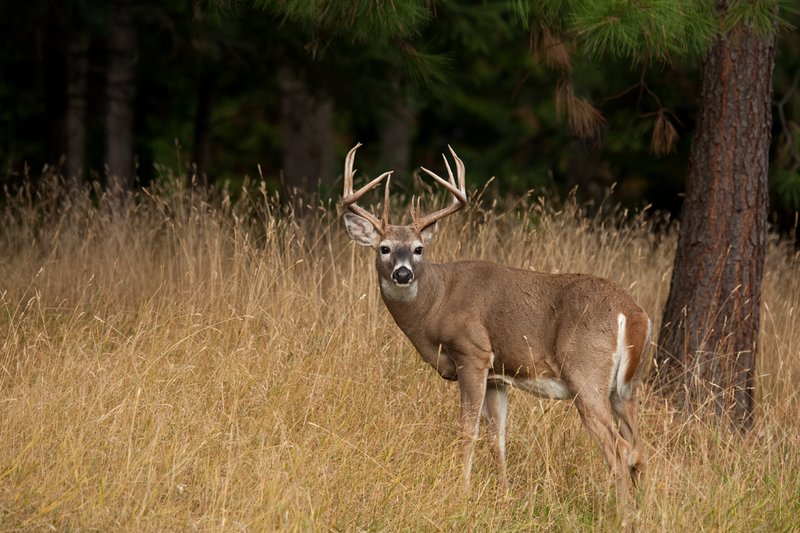 TC-Whitetail Bucks Fall-D01089-04088.jpg :: Trophy Class 12 pt. Whitetail Buck paused to look back over his backtrack before he heads into the timber
