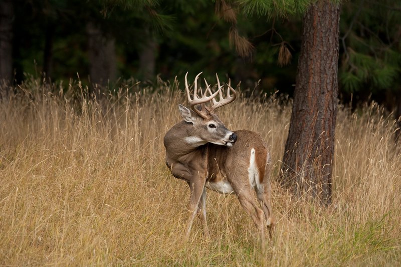 TC-Whitetail Bucks Fall-D01089-04092.jpg :: Trophy Class 12 pt. Whitetail Buck grooming himself/scratching his hip as he stands in opening in forest/open timber