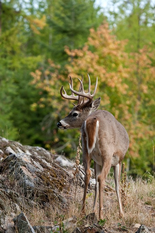 TC-Whitetail Bucks Fall-D01089-04094.jpg :: Trophy Class 12 pt. Whitetail Buck alertly standing in open field with backdrop of green/gold as leaves turn colors in fall
