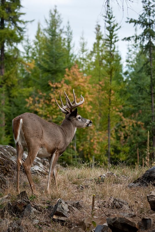 TC-Whitetail Bucks Fall-D01089-04096.jpg :: Trophy Class 12 pt. Whitetail Buck alertly standing in open field with backdrop of green/gold as leaves turn colors in fall