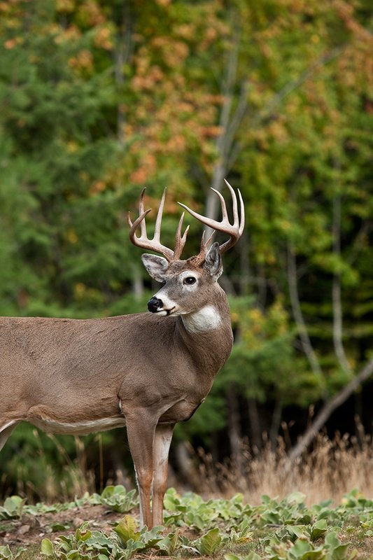 TC-Whitetail Bucks Fall-D01089-04103.jpg :: Trophy Class 12 pt. Whitetail Buck alertly standing in open field with backdrop of green/gold as leaves turn colors in fall