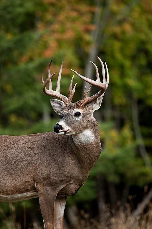 TC-Whitetail Bucks Fall-D01089-04107.jpg :: Trophy Class 12 pt. Whitetail Buck alertly standing in open field with backdrop of green/gold as leaves turn colors in fall