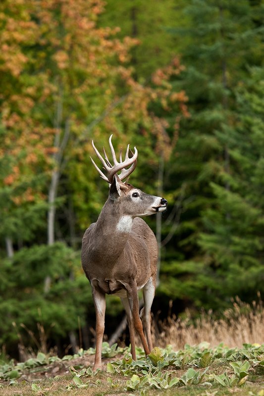 TC-Whitetail Bucks Fall-D01089-04110.jpg :: Trophy Class 12 pt. Whitetail Buck alertly standing in open field with backdrop of green/gold as leaves turn colors in fall