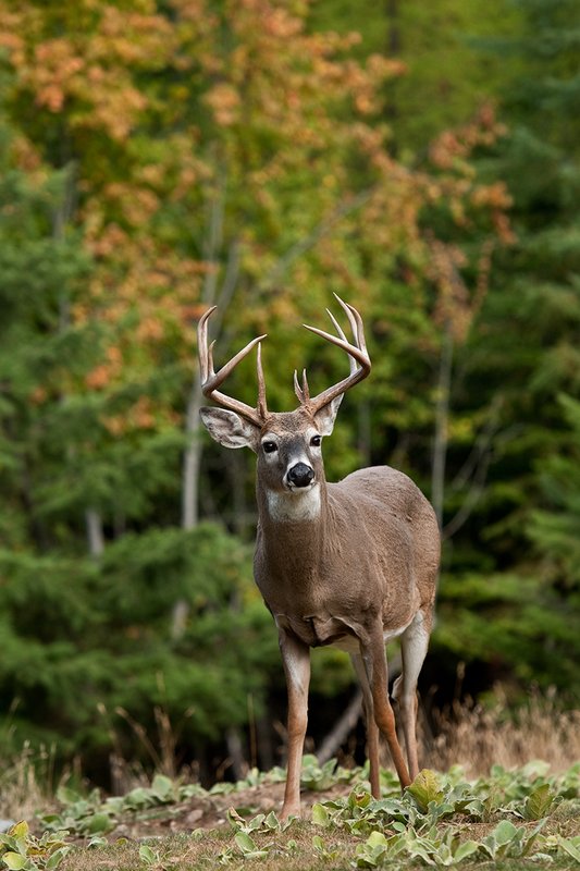 TC-Whitetail Bucks Fall-D01089-04112.jpg :: Trophy Class 12 pt. Whitetail Buck alertly standing in open field with backdrop of green/gold as leaves turn colors in fall
