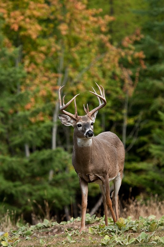TC-Whitetail Bucks Fall-D01089-04113.jpg :: Trophy Class 12 pt. Whitetail Buck alertly standing in open field with backdrop of green/gold as leaves turn colors in fall