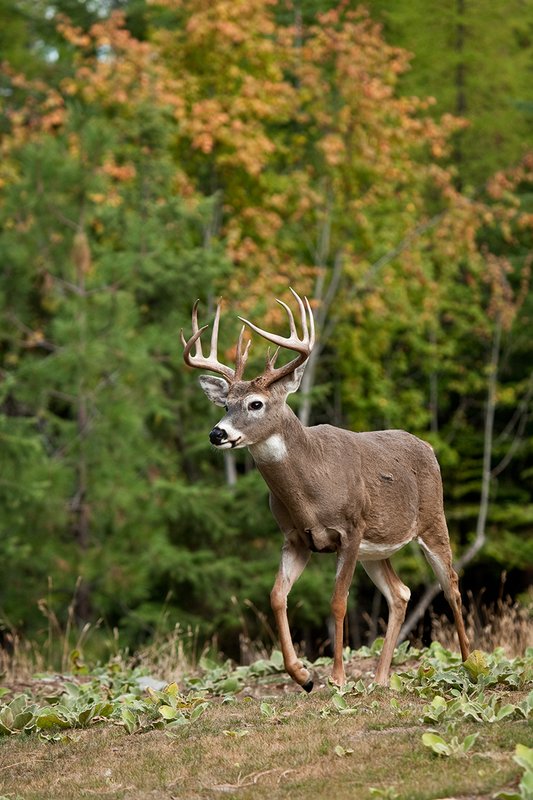 TC-Whitetail Bucks Fall-D01089-04114.jpg :: Trophy Class 12 pt. Whitetail Buck walking across open field with backdrop of green/gold as leaves turn colors in fall
