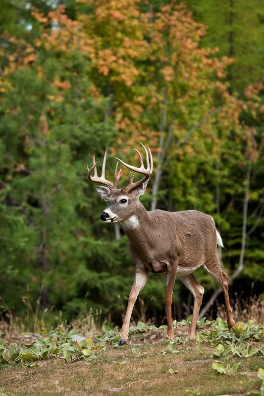 TC-Whitetail Bucks Fall-D01089-04115.jpg :: Trophy Class 12 pt. Whitetail Buck walking across open field with backdrop of green/gold as leaves turn colors in fall