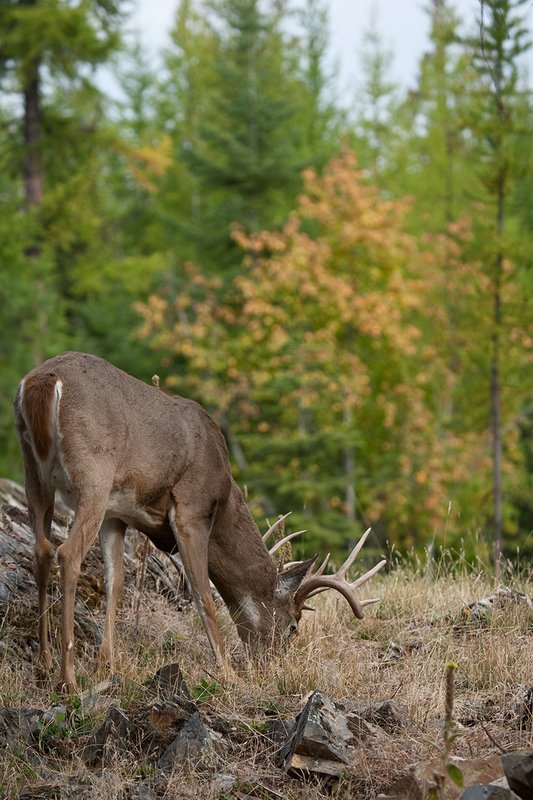 TC-Whitetail Bucks Fall-D01089-04118.jpg :: Trophy Class 12 pt. Whitetail Buck feeding in open field with backdrop of green/gold as leaves turn colors in fall