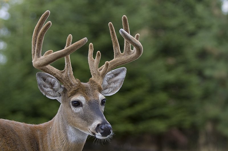 TC-Whitetail Bucks Velvet-D01087-00009.jpg :: Northern Whitetail Buck 13pts in velvet, summer coat, in open timber