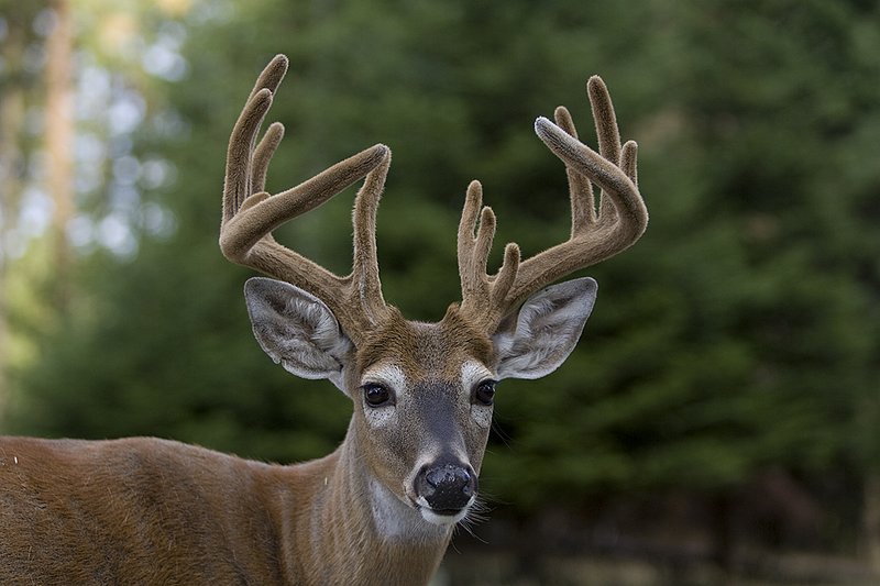 TC-Whitetail Bucks Velvet-D01087-00015.jpg :: Northern Whitetail Buck 13pts in velvet, summer coat, in open timber
