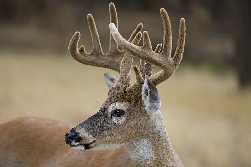 TC-Whitetail Bucks Velvet-D01087-00018.jpg :: Northern Whitetail Buck 13pts in velvet, summer coat, in open timber