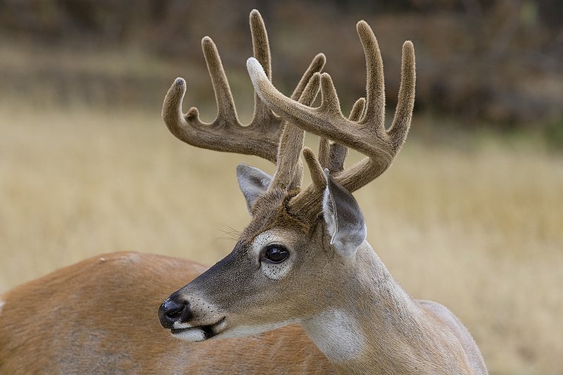 TC-Whitetail Bucks Velvet-D01087-00026.jpg :: Northern Whitetail Buck 13pts in velvet, summer coat, in open timber