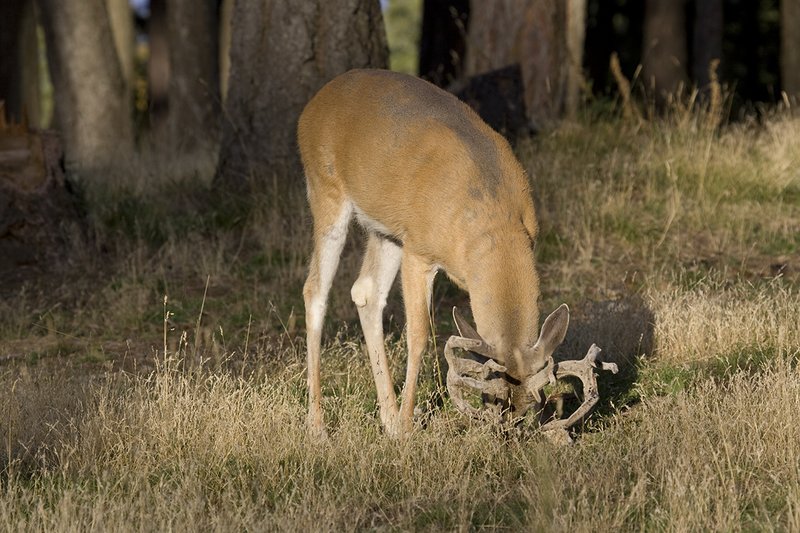 TC-Whitetail Bucks Velvet-D01087-00495.jpg :: 11PT Trophy Class Nontypical Whitetail Buck in Velvet feeding on grasses in open timber