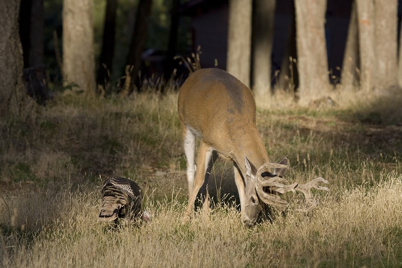 TC-Whitetail Bucks Velvet-D01087-00497.jpg