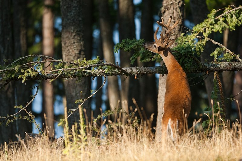TC-Whitetail Bucks Velvet-D01087-00798.jpg :: 13pt Whitetail Buck with split G2's in velvet standing vertical on his hind legs eating pine needels from down fallen tree in open forest